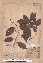 Cinnamomum micranthum (Hayata) Hayata 冇樟