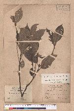 Cinnamomum micranthum (Hayata) Hayata 冇樟