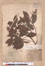Cinnamomum micranthum (Hayata) Hayata 冇樟