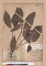 Cinnamomum micranthum (Hayata) Hayata 冇樟