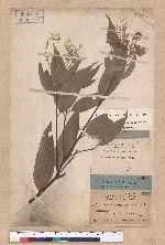 Cinnamomum mercadoi Vidal.
