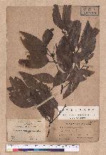 Cinnamomum osmophloeum Kanehira 土肉桂