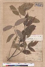 Cinnamomum osmophloeum Kanehira 土肉桂