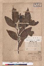 Cinnamomum osmophloeum Kanehira 土肉桂