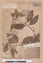 Cinnamomum osmophloeum Kanehira 土肉桂
