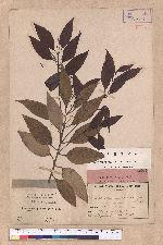 Cinnamomum pedunculatum Nees.