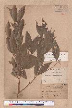 Cinnamomum pseudo-loureirii Hayata