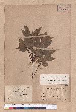 Cinnamomum pseudo-loureirii Hayata