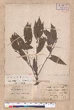 Cinnamomum pseudo-loureirii Hayata