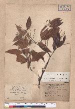 Cinnamomum randaiense Hayata 香桂