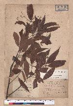 Cinnamomum randaiense Hayata 香桂