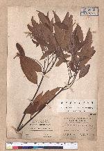 Cinnamomum randaiense Hayata 香桂