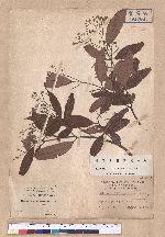 Cinnamomum randaiense Hayata 香桂