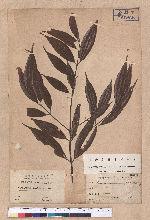 Cinnamomum randaiense Hayata 香桂