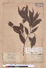 Cinnamomum randaiense Hayata 香桂