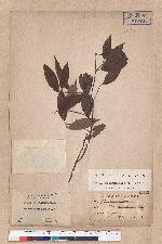 Cinnamomum randaiense Hayata 香桂