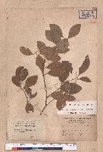 Cinnamomum reticulatum Hayata 土樟