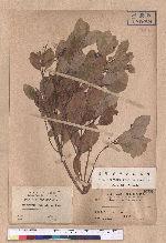 Cinnamomum reticulatum Hayata 土樟