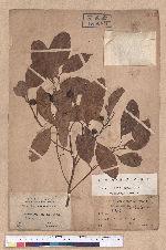 Cryptocarya chinensis (Hance) Hemsl. 厚殼桂