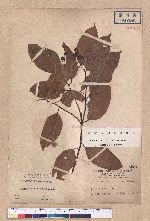Cryptocarya chinensis (Hance) Hemsl. 厚殼桂