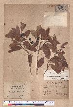Cryptocarya konishii Hayata