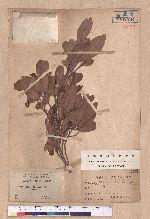 Cryptocarya konishii Hayata