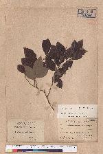 Lindera akoensis Hayata 內冬子
