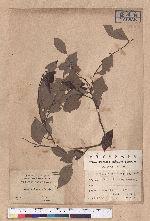 Lindera akoensis Hayata 內冬子