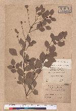 Lindera akoensis Hayata 內冬子