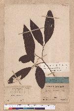 Lindera assamica Kuis.