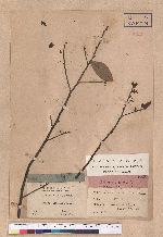 Lindera citriodora Hemsl.