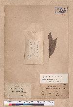 Lindera communis Hemsl. 香葉樹