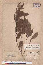 Lindera communis Hemsl. 香葉樹