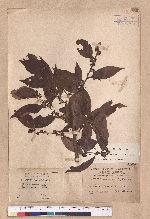 Lindera communis Hemsl. 香葉樹