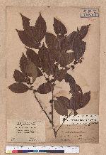 Lindera communis Hemsl. 香葉樹