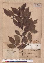 Lindera communis Hemsl. 香葉樹