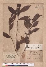 Lindera communis Hemsl. 香葉樹