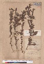 Lindera glauca (Sieb. & Zucc.) Blume var. kawakmaii (Hayata) Sasaki