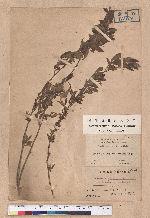Lindera glauca (Sieb. & Zucc.) Blume var. kawakmaii (Hayata) Sasaki