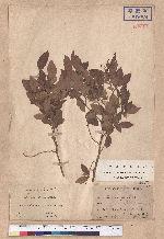 Lindera glauca (Sieb. & Zucc.) Blume var. kawakmaii (Hayata) Sasaki