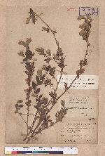 Lindera glauca (Sieb. & Zucc.) Blume var. kawakmaii (Hayata) Sasaki