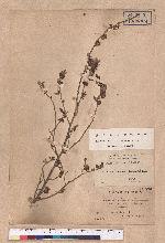 Lindera glauca (Sieb. & Zucc.) Blume var. kawakmaii (Hayata) Sasaki