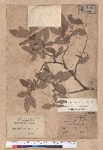 Lindera glauca (Sieb. & Zucc.) Blume var. kawakmaii (Hayata) Sasaki