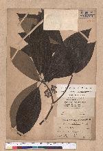Lindera oldhami Hemsl.