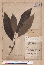Lindera oldhami Hemsl.