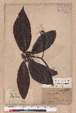 Lindera oldhami Hemsl.