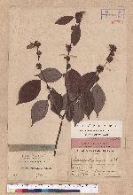 Lindera strychnifolia Villars