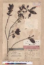Lindera thunbergii (Siebold et Zucc. ) Makino