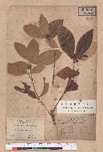 Litsea akoensis Hayata 屏東木薑子
