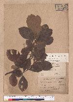Litsea akoensis Hayata 屏東木薑子